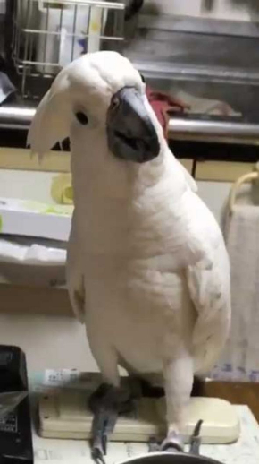 やらかした感 タイハクオウム 表情 鳥