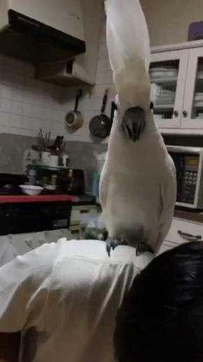 やらかした感 タイハクオウム 表情 鳥