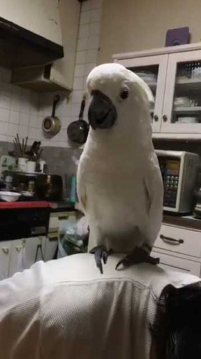 やらかした感 タイハクオウム 表情 鳥