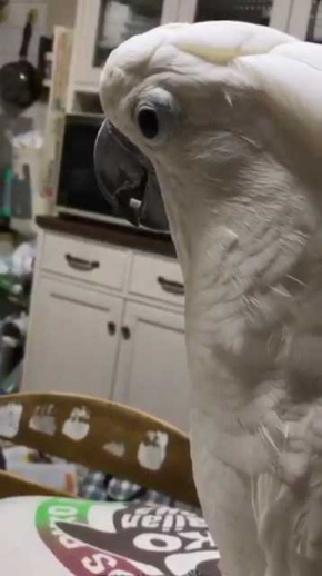 やらかした感 タイハクオウム 表情 鳥