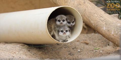 ミーアキャット