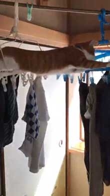 猫 洗濯物 渡る アクロバティック イタズラ