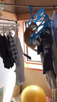 猫 洗濯物 渡る アクロバティック イタズラ