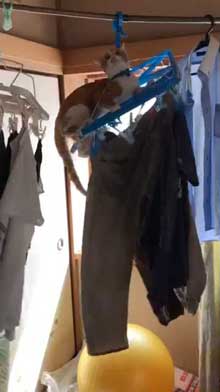 猫 洗濯物 渡る アクロバティック イタズラ