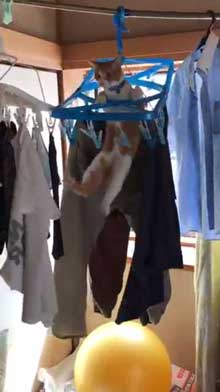 猫 洗濯物 渡る アクロバティック イタズラ