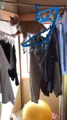 猫 洗濯物 渡る アクロバティック イタズラ
