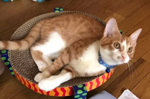 猫 洗濯物 渡る アクロバティック イタズラ