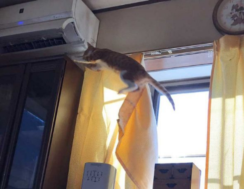 猫 洗濯物 渡る アクロバティック イタズラ