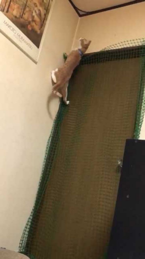 猫 洗濯物 渡る アクロバティック イタズラ
