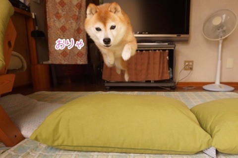 豆柴こむぎの部屋