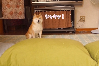 豆柴こむぎの部屋