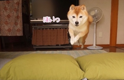 豆柴こむぎの部屋