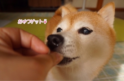 豆柴こむぎの部屋