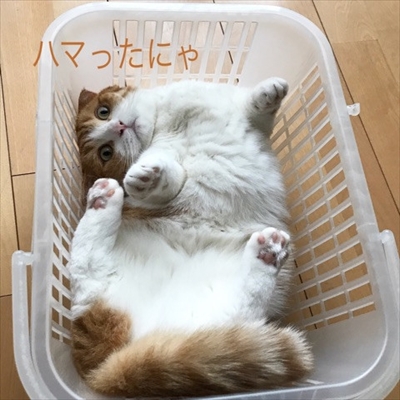 茶太郎 きなこの短足日記