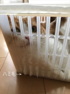 茶太郎 きなこの短足日記