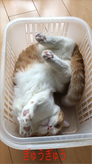 茶太郎 きなこの短足日記