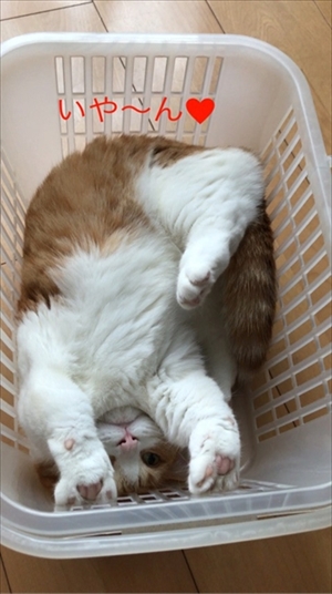 茶太郎 きなこの短足日記