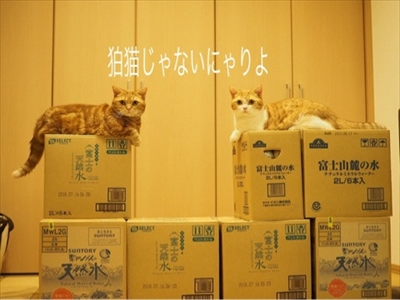 茶太郎 きなこの短足日記