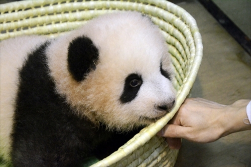 上野動物園ジャイアントパンダ