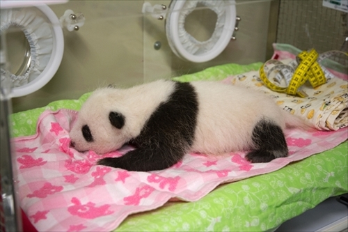 上野動物園ジャイアントパンダ