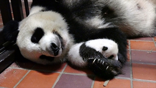上野動物園ジャイアントパンダ