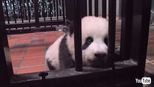 上野動物園ジャイアントパンダ