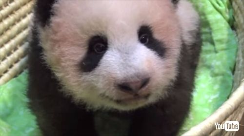 上野動物園ジャイアントパンダ