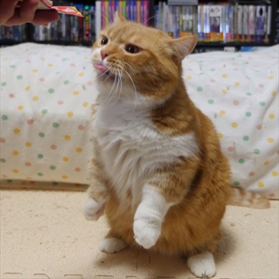 マンチカンズと仲間たち