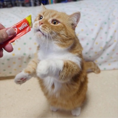 マンチカンズと仲間たち