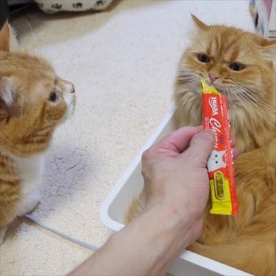 マンチカンズと仲間たち