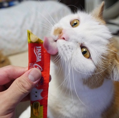 マンチカンズと仲間たち