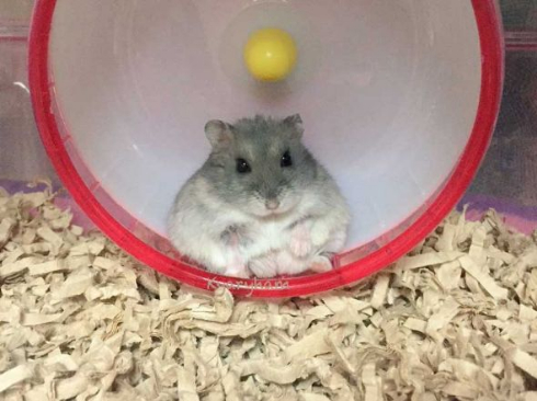 ハムスター 瓶 溶ける ポーズ