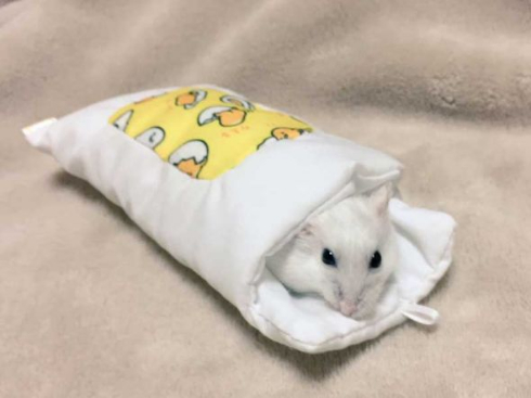 ハムスター 瓶 溶ける ポーズ