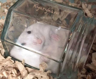 ハムスター 瓶 溶ける ポーズ