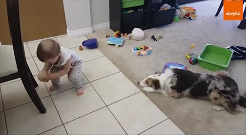 犬 ボール 赤ちゃん