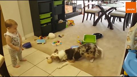 犬 ボール 赤ちゃん