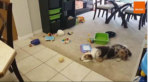 犬 ボール 赤ちゃん