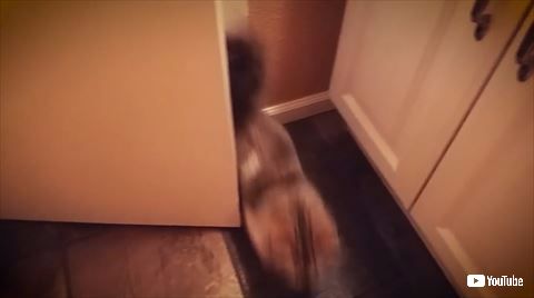 猫 トイレ ズボン