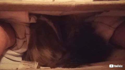 猫 トイレ ズボン