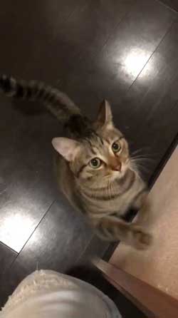 猫 鳴き声 にゃーうー レア