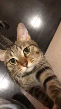 猫 鳴き声 にゃーうー レア