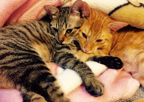 猫 鳴き声 にゃーうー レア