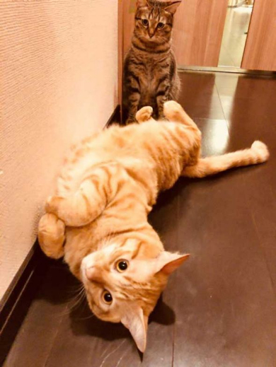 猫 鳴き声 にゃーうー レア