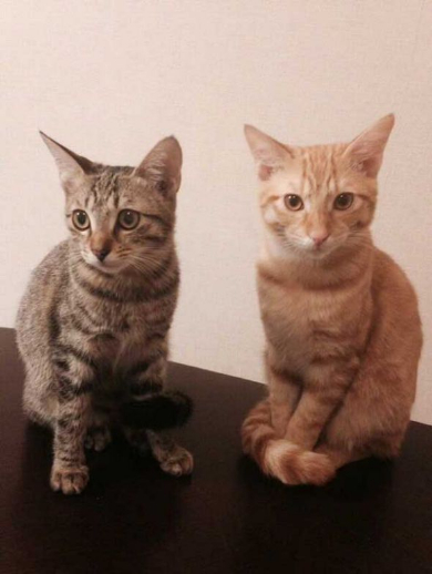 猫 鳴き声 にゃーうー レア