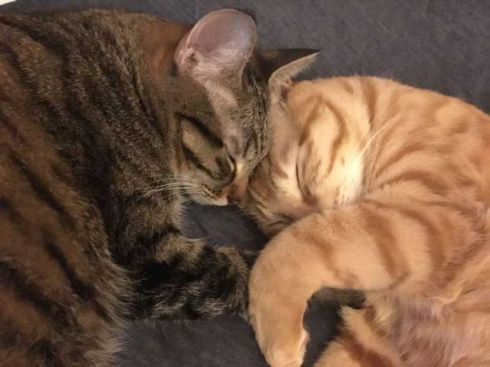 猫 鳴き声 にゃーうー レア