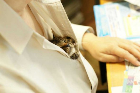 胸元 子猫 お父さん