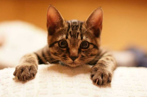 胸元 子猫 お父さん