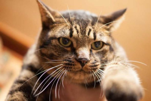 胸元 子猫 お父さん