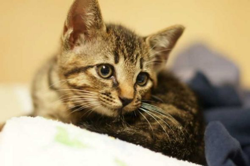 胸元 子猫 お父さん