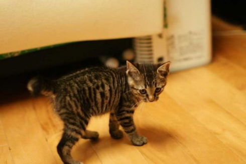 胸元 子猫 お父さん